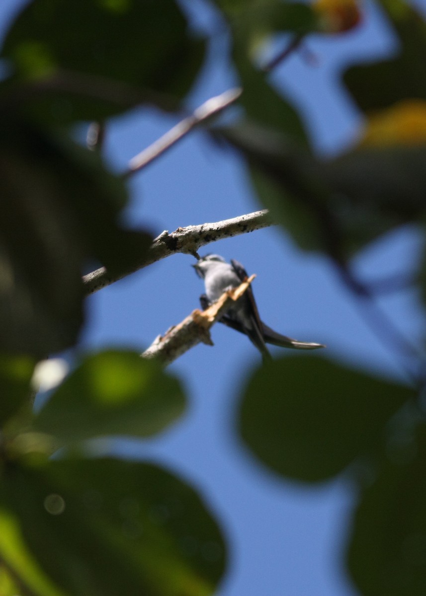 Moustached Treeswift - ML75301471