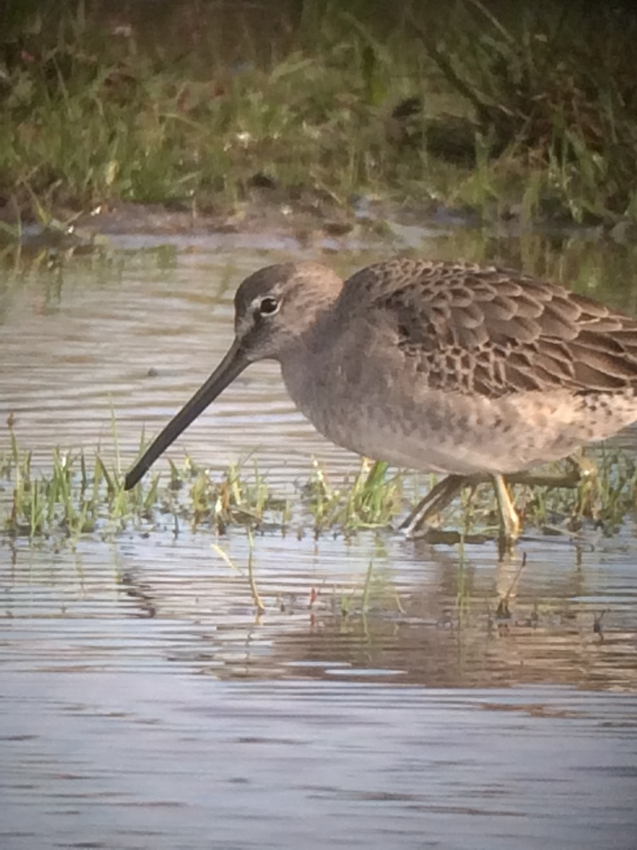 Long-billed Dowitcher - ML75301891