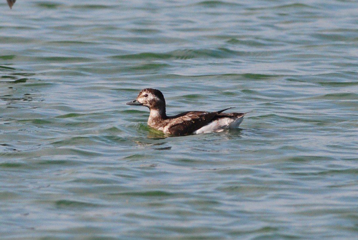 Long-tailed Duck - Robert Dobbs