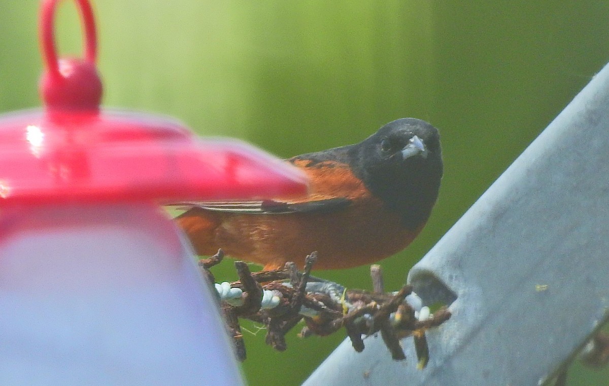 Orchard Oriole - ML75305491