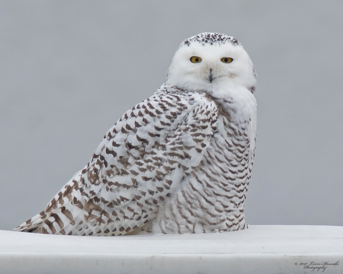 Snowy Owl - ML75306571