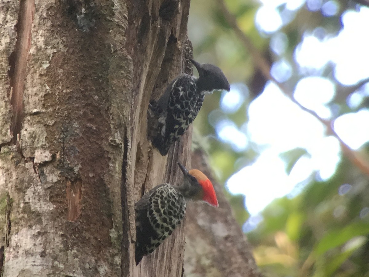 Gray-and-buff Woodpecker - ML75309451