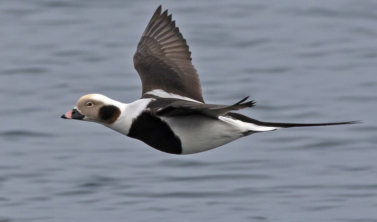 Long-tailed Duck - ML75310131