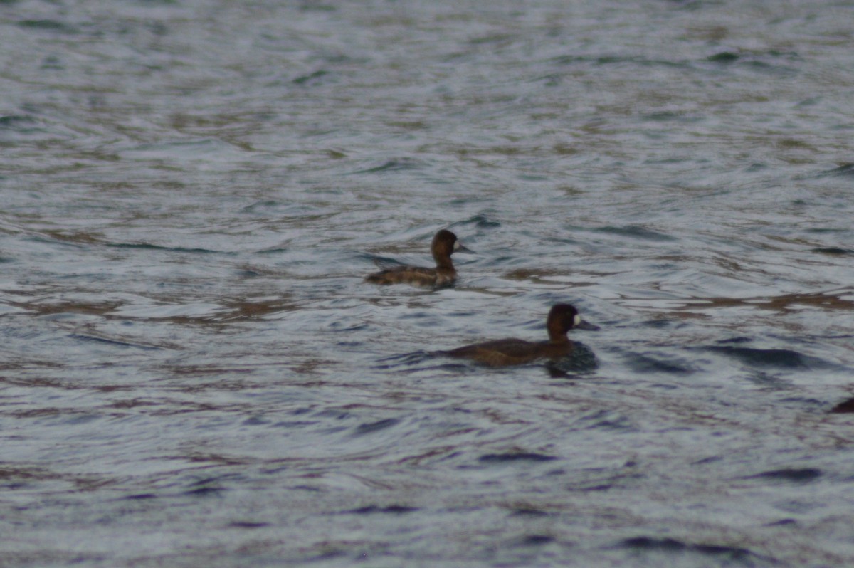 Greater Scaup - Michelle Brock