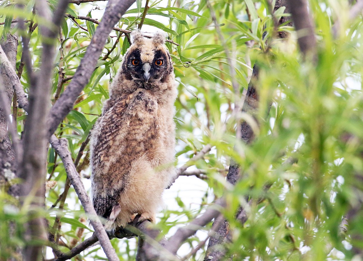 Long-eared Owl - Andrew Spencer
