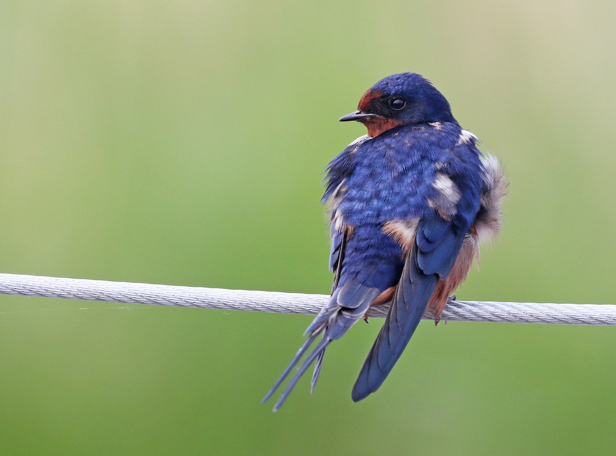 Barn Swallow (Tytler's) - ML75311471