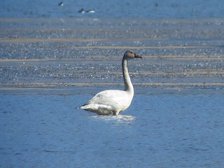 Tundra Swan, ML75312151