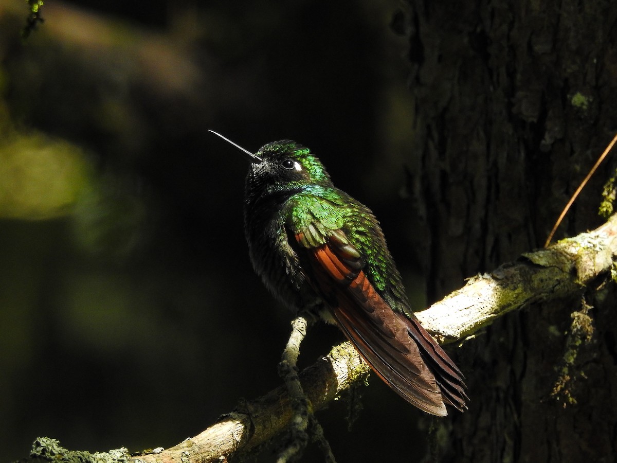 Garnet-throated Hummingbird - Edgardo Orozco Díaz