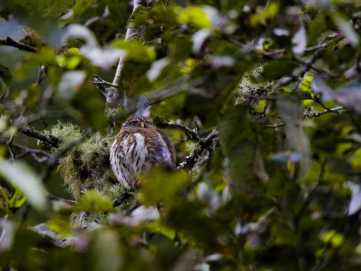 Northern Pygmy-Owl (Guatemalan) - Edgardo Orozco Díaz