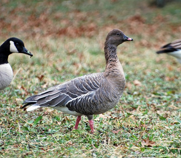 Pink-footed Goose - Donna Schulman