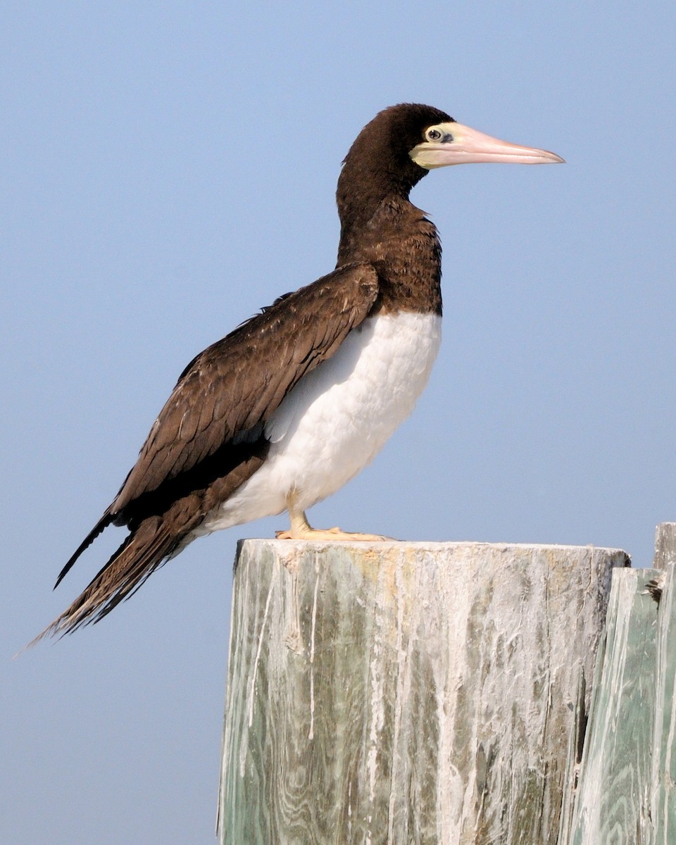 Brown Booby - Kathy Hicks