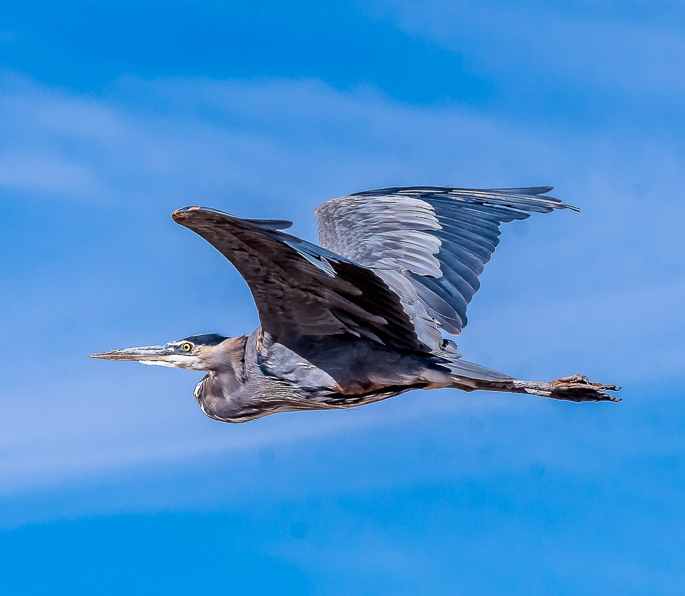 Great Blue Heron - Jim Merritt