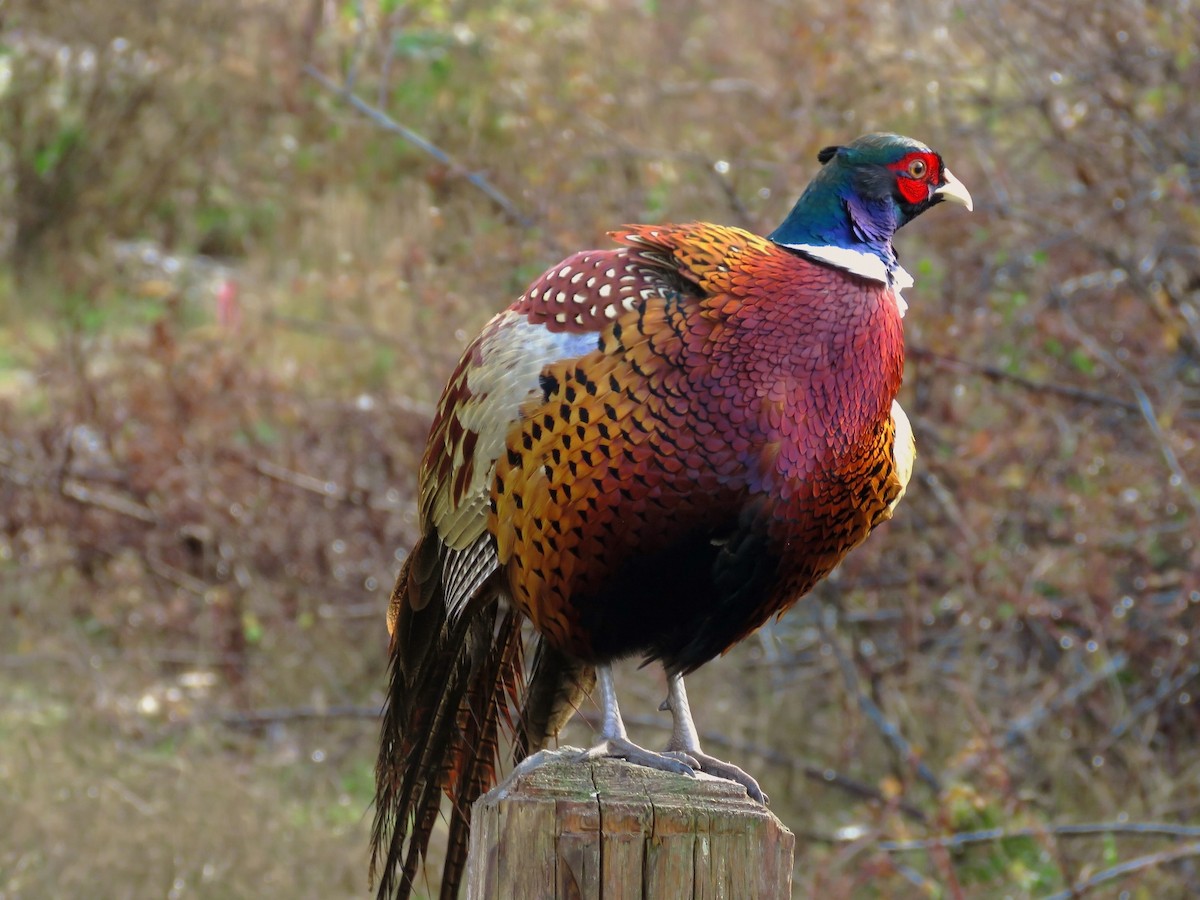 Ring-necked Pheasant - Guy L. Monty