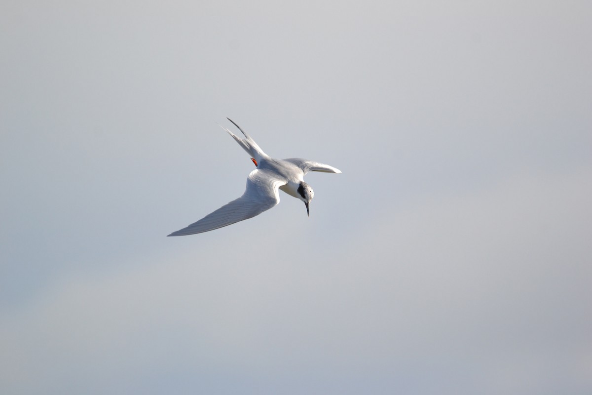 Forster's Tern - Will Anderson