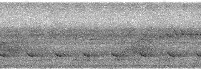 Long-billed Partridge - ML75323
