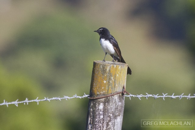 Willie-wagtail - Greg McLachlan