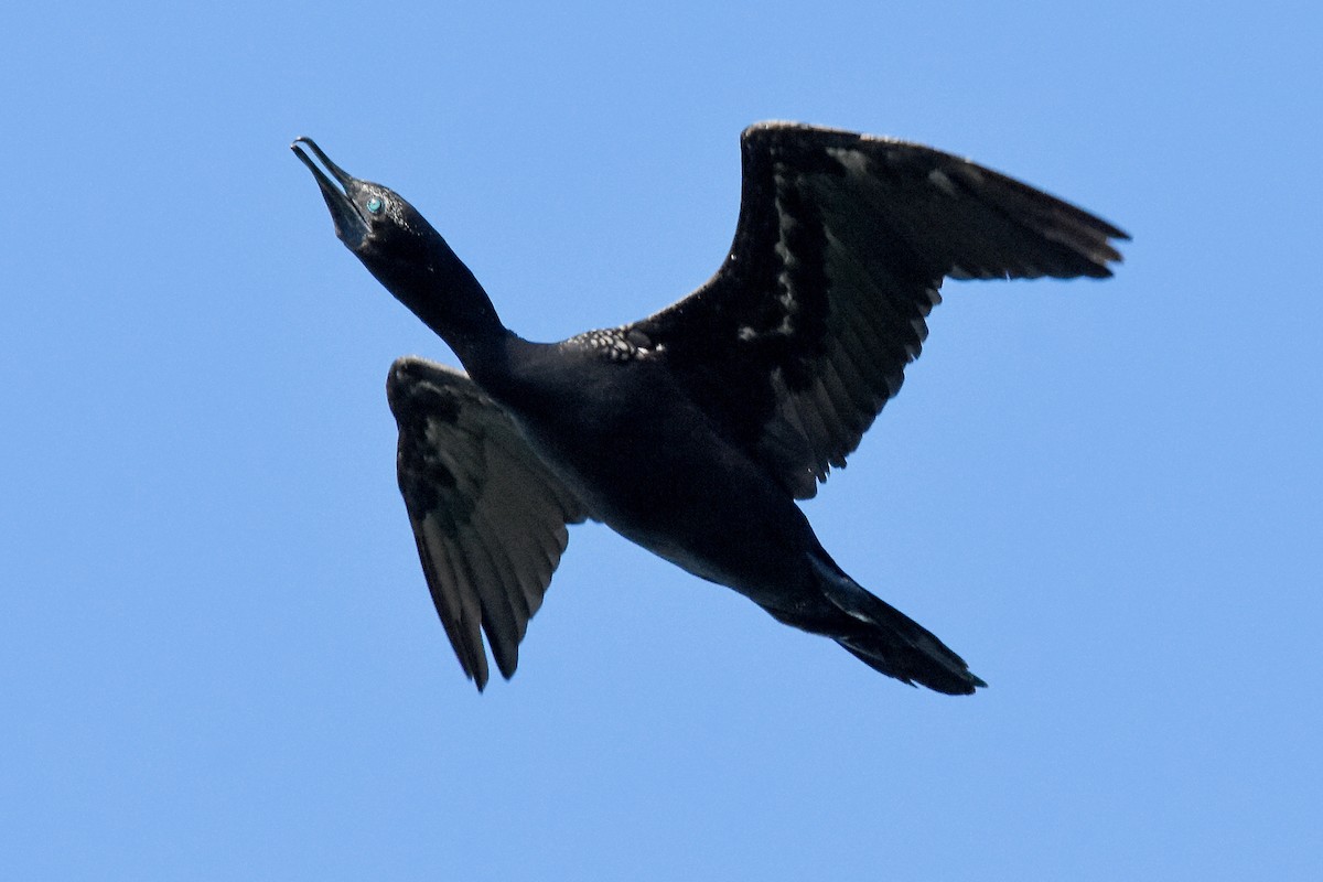 Little Black Cormorant - Geoffrey Groom