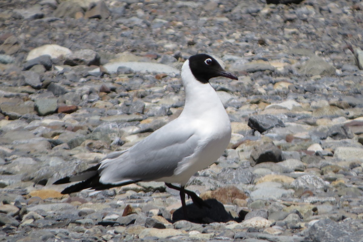 Andean Gull - Nelson  Contardo