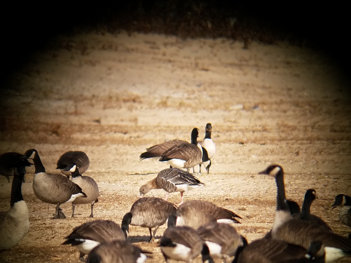 Pink-footed Goose - ML75329871