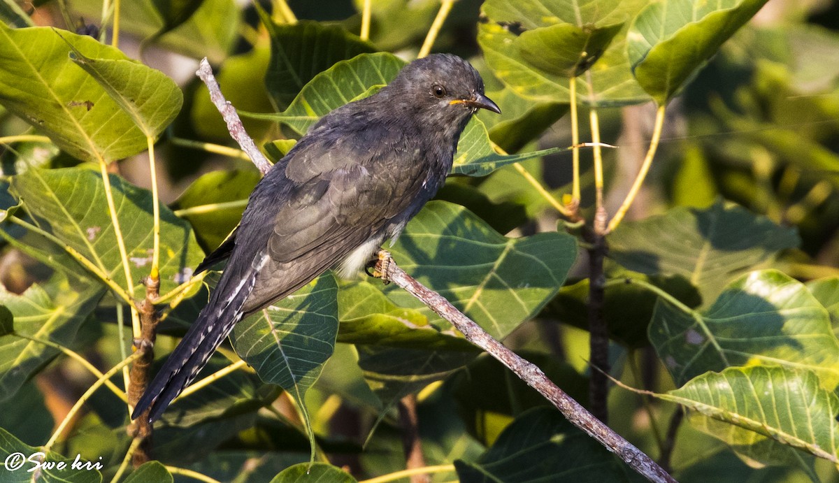 Gray-bellied Cuckoo - ML75330471