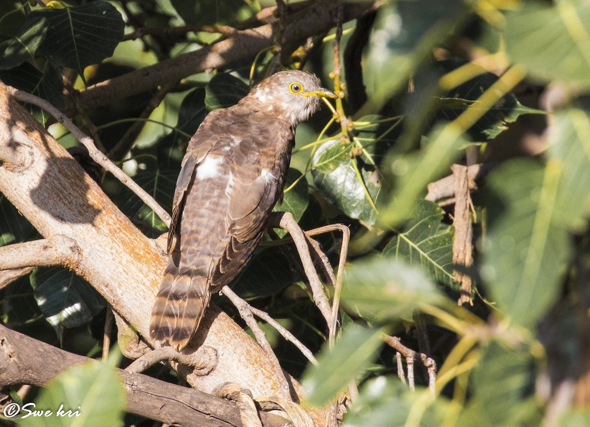 Common Hawk-Cuckoo - Swetha Krishna