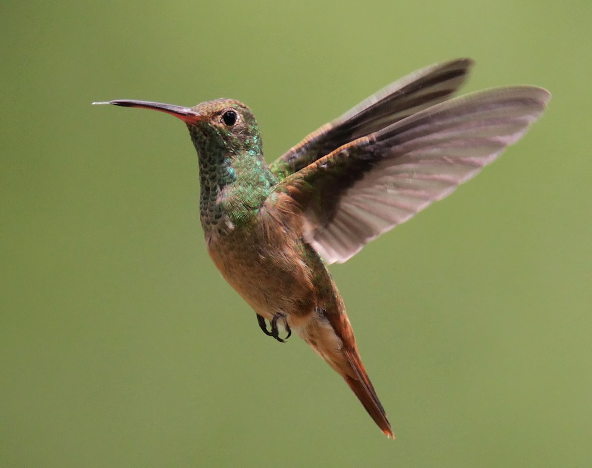 Buff-bellied Hummingbird - Ann Mallard