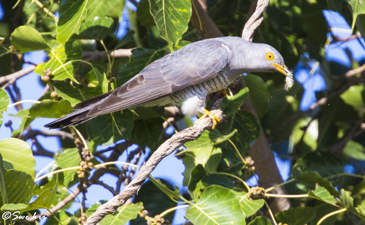Common Cuckoo - Swetha Krishna