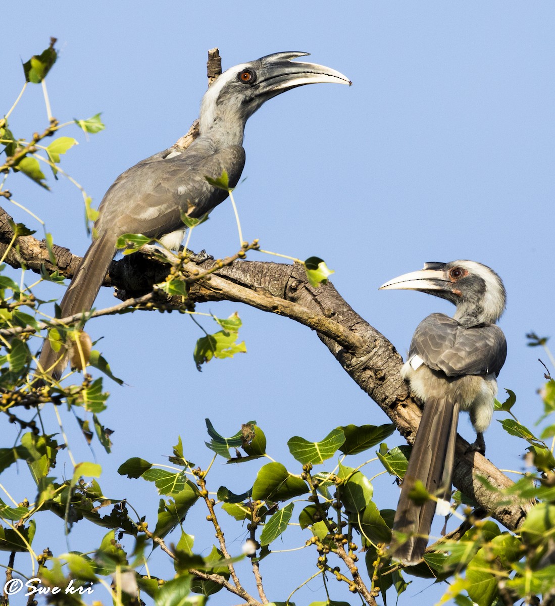 Indian Gray Hornbill - Swetha Krishna
