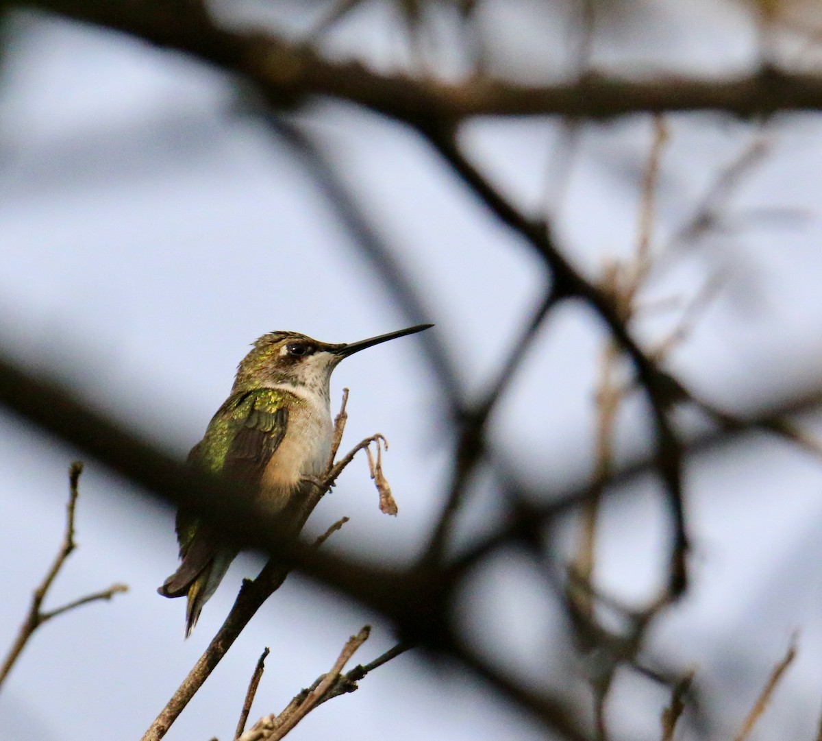 Black-chinned Hummingbird - Gustino Lanese