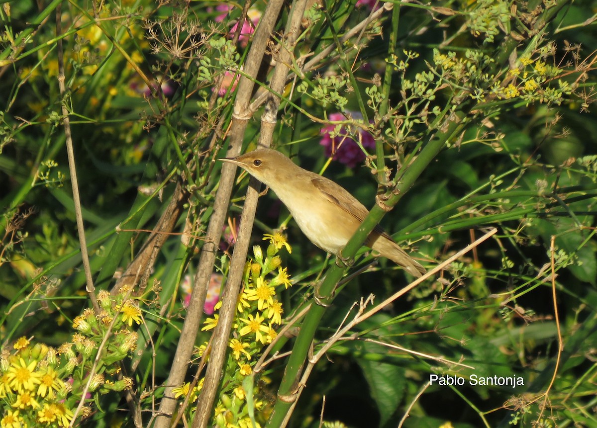 Common Reed Warbler - Pablo Santonja
