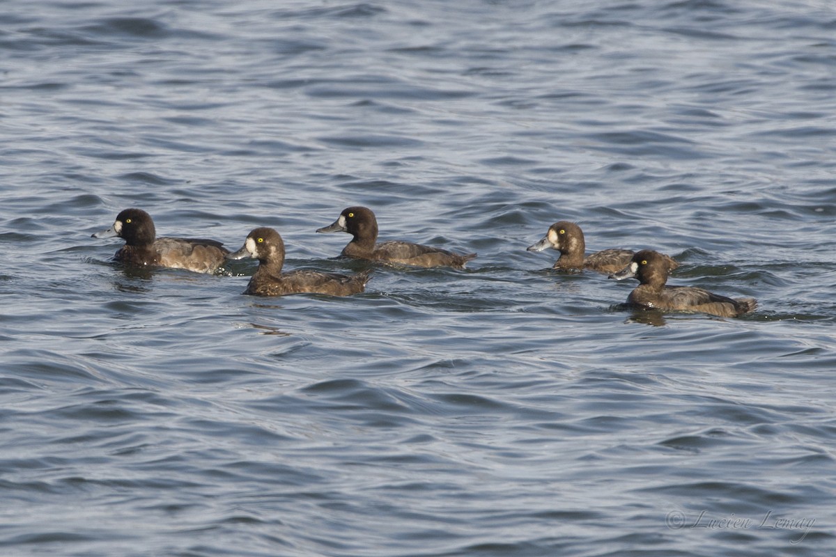 Greater Scaup - Lucien Lemay