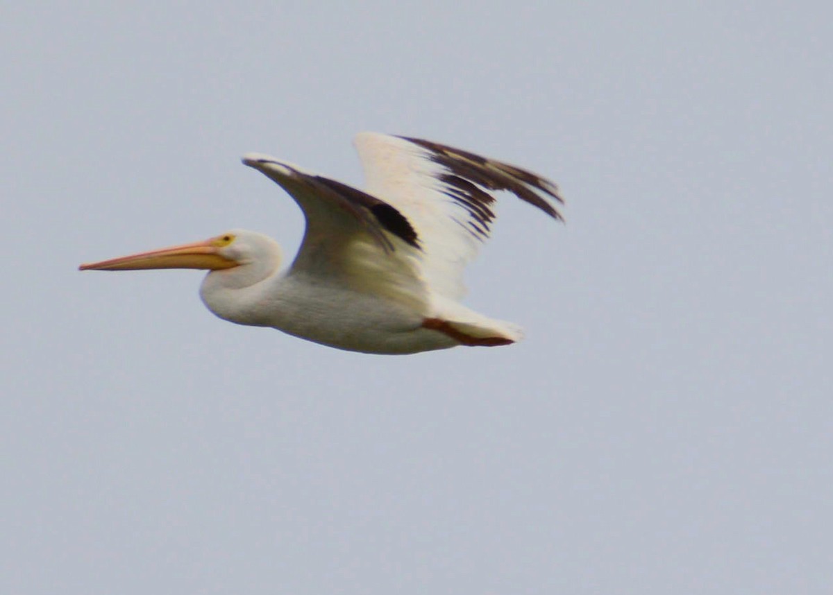 American White Pelican - ML75333181