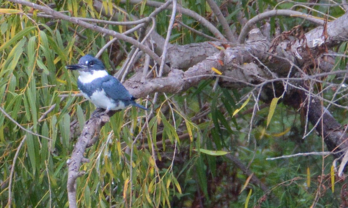 Belted Kingfisher - ML75333311