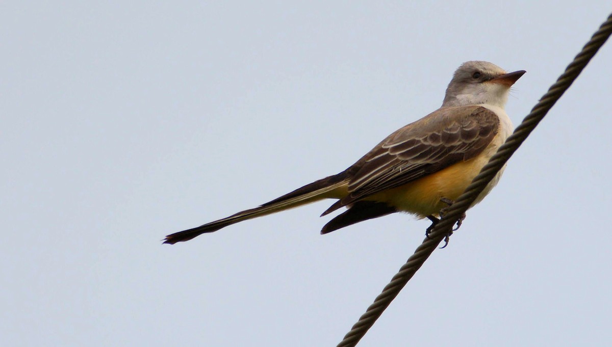 Scissor-tailed Flycatcher - Kenneth Butler