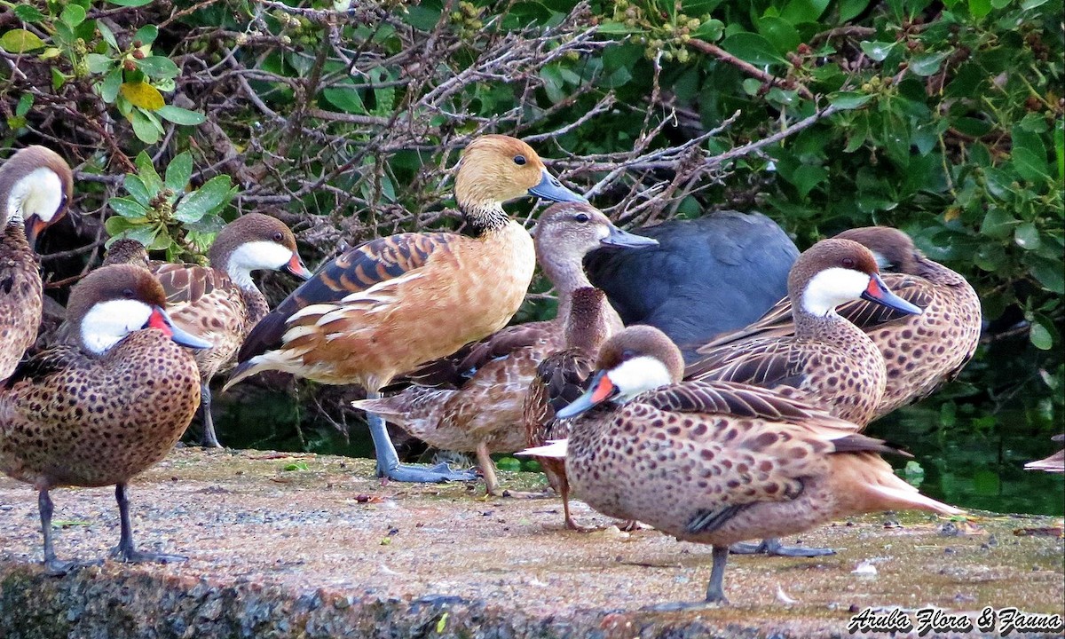 Fulvous Whistling-Duck - ML75333951