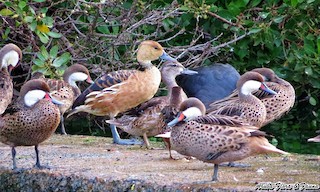 Fulvous Whistling-Duck, ML75333951