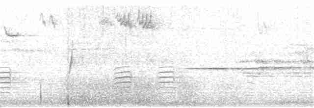 revespurv (megarhyncha gr.) (tykknebbrevespurv) - ML75335441