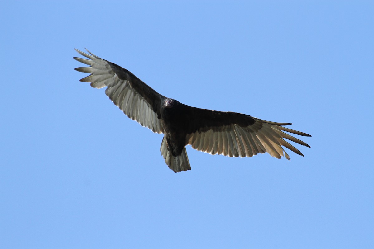 Turkey Vulture - ML75336621