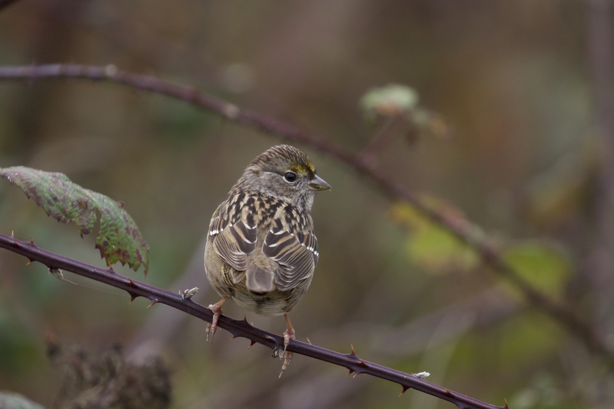 Golden-crowned Sparrow - Dan Roth