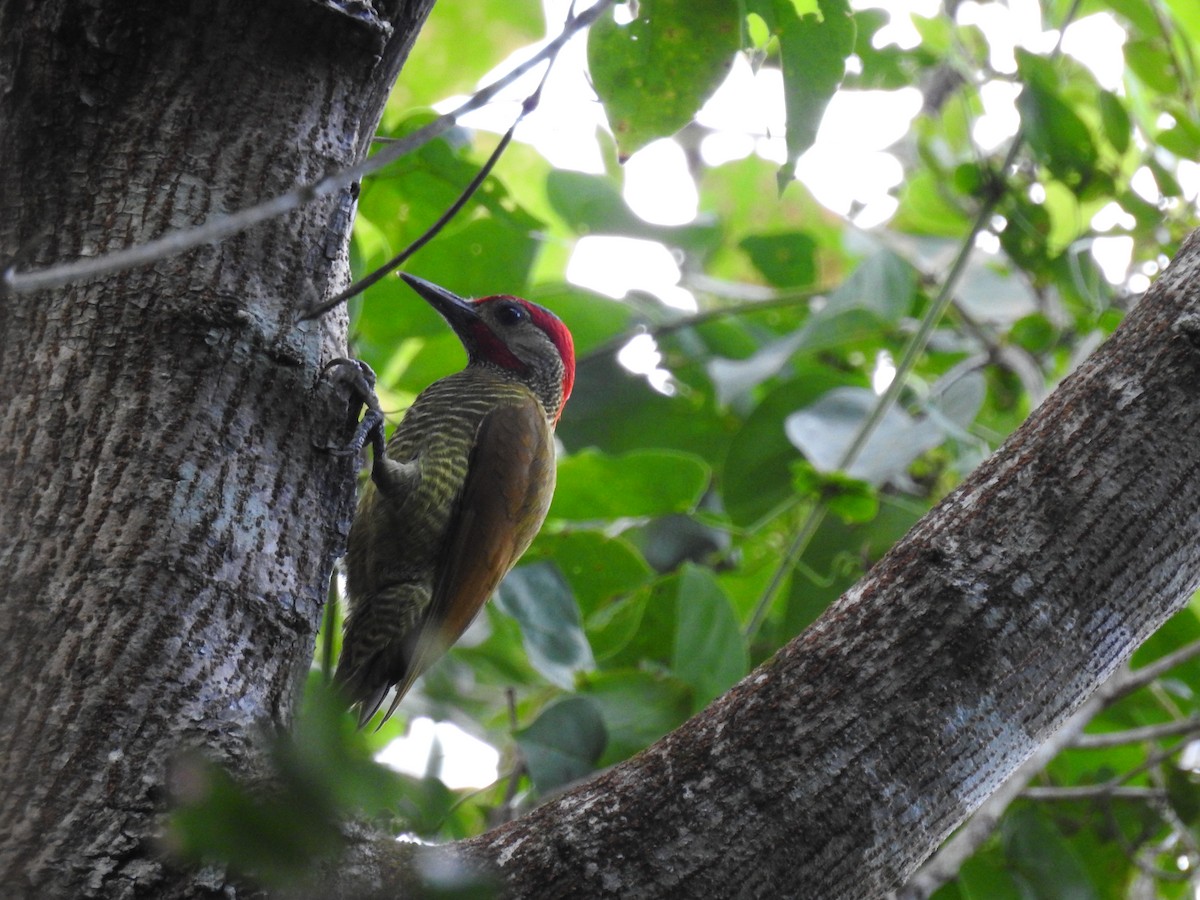 Golden-olive Woodpecker - Elena Conde