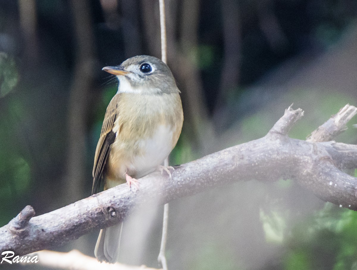 Brown-breasted Flycatcher - ML75341261