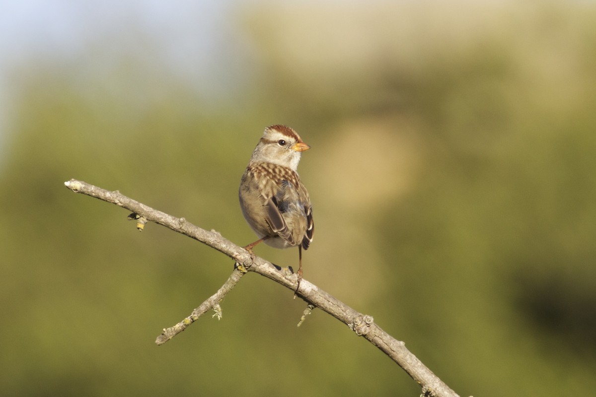 White-crowned Sparrow - Nicole Desnoyers