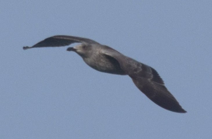 Lesser Black-backed Gull - Luis Munoz