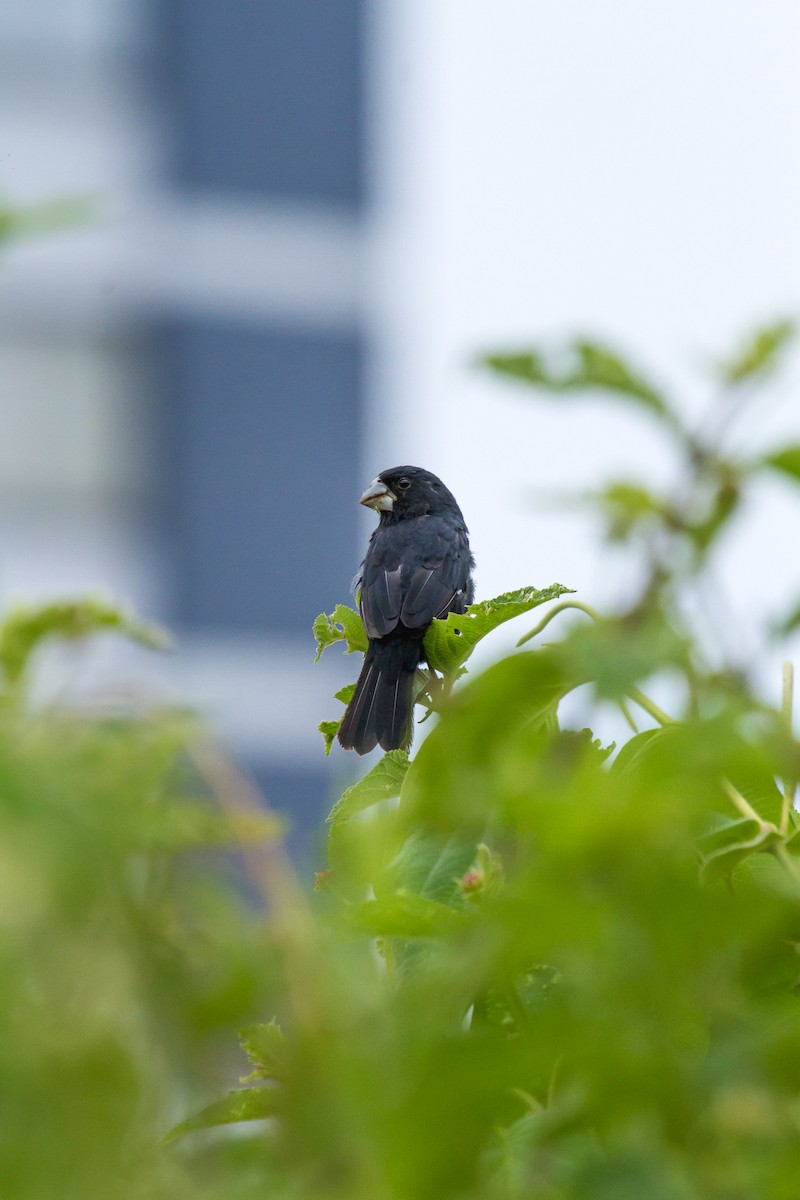 Large-billed Seed-Finch - ML75343941