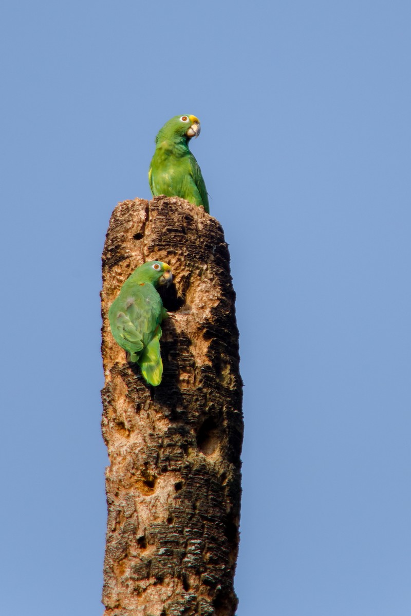 Yellow-crowned Parrot - David Monroy Rengifo