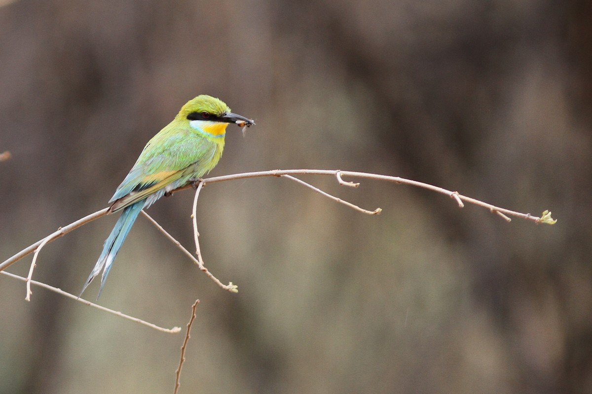 Swallow-tailed Bee-eater - John Martin