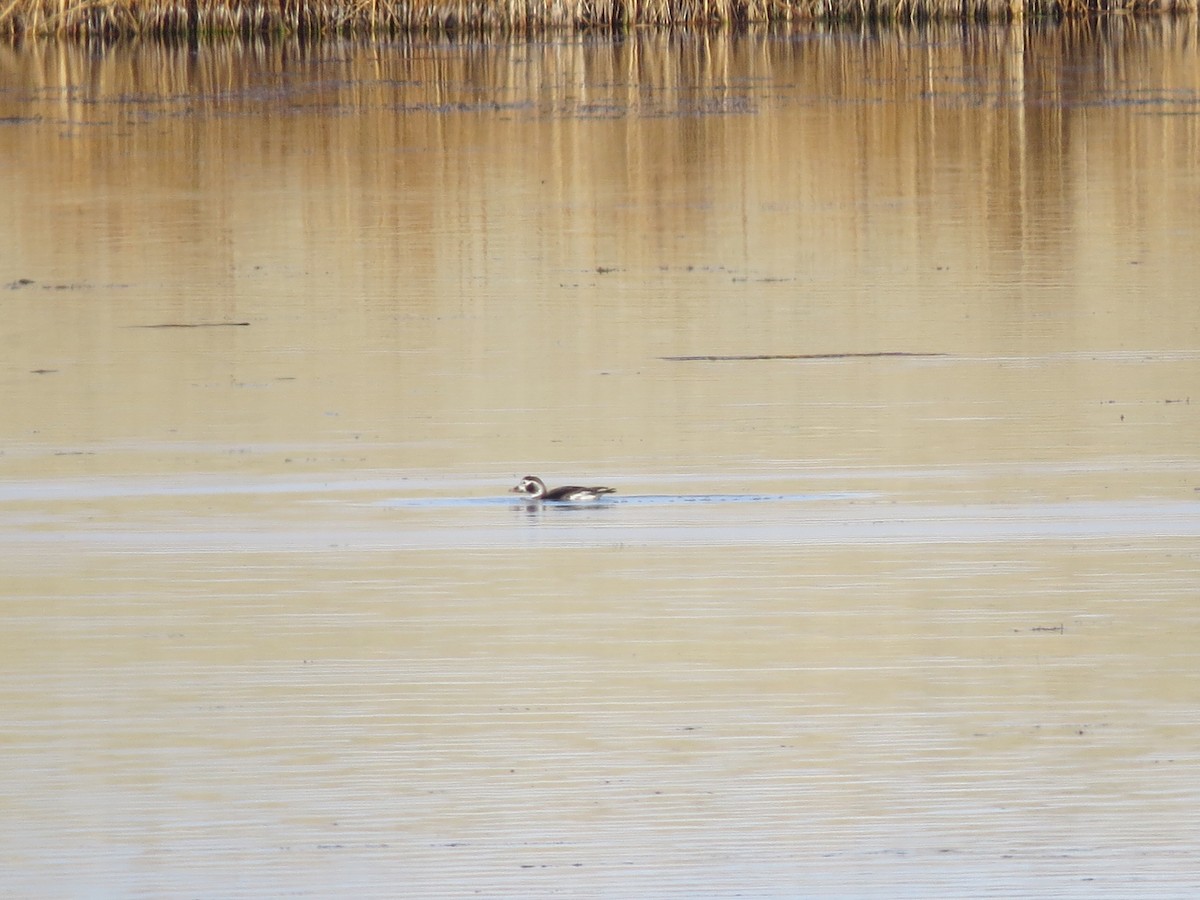 Long-tailed Duck - Bob Hargis
