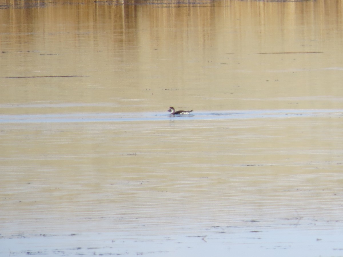 Long-tailed Duck - Bob Hargis