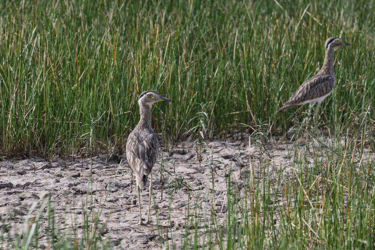Double-striped Thick-knee - ML75349411