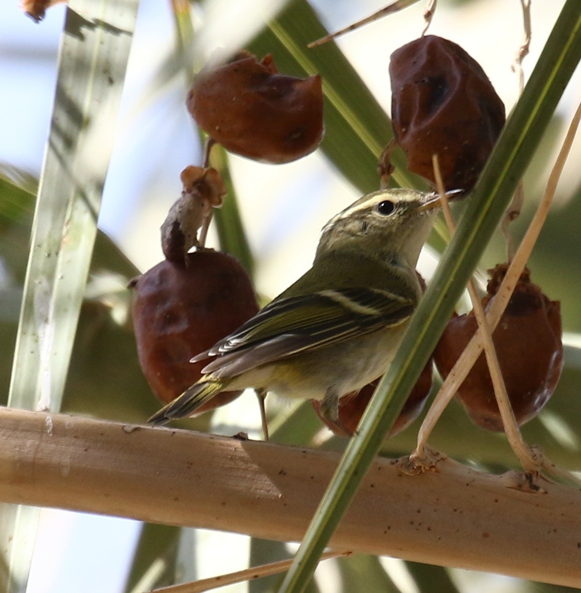 Yellow-browed Warbler - ML75351821